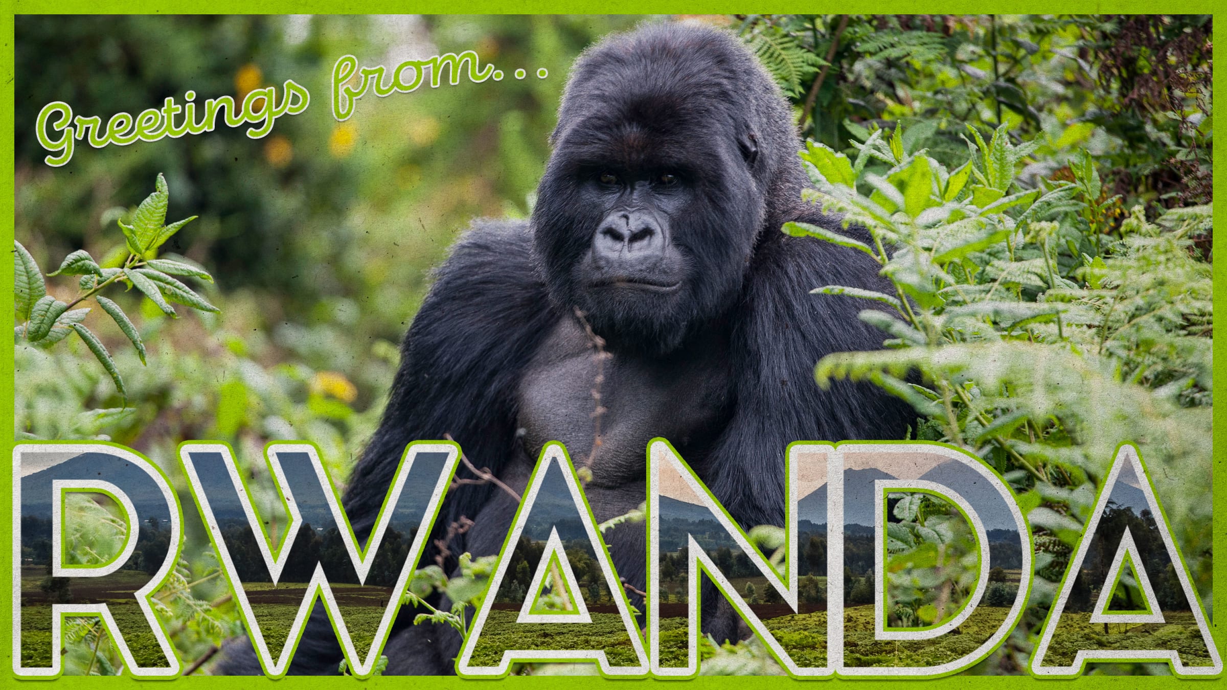 Rwanda Gorilla Image